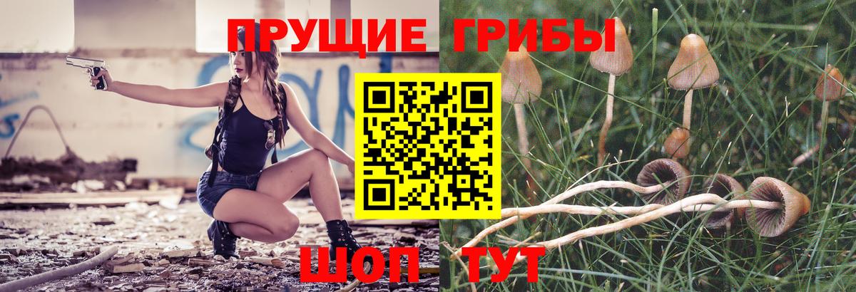 Псилоцибиновые грибы Psilocybe  Вход с VPN  Выборг 